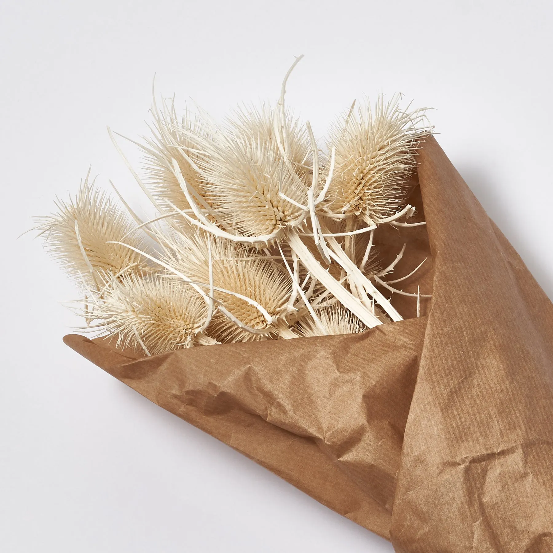Bleached Naturally Dried Chardon Thistle Pods Decorative Bouquet of 6 Stems