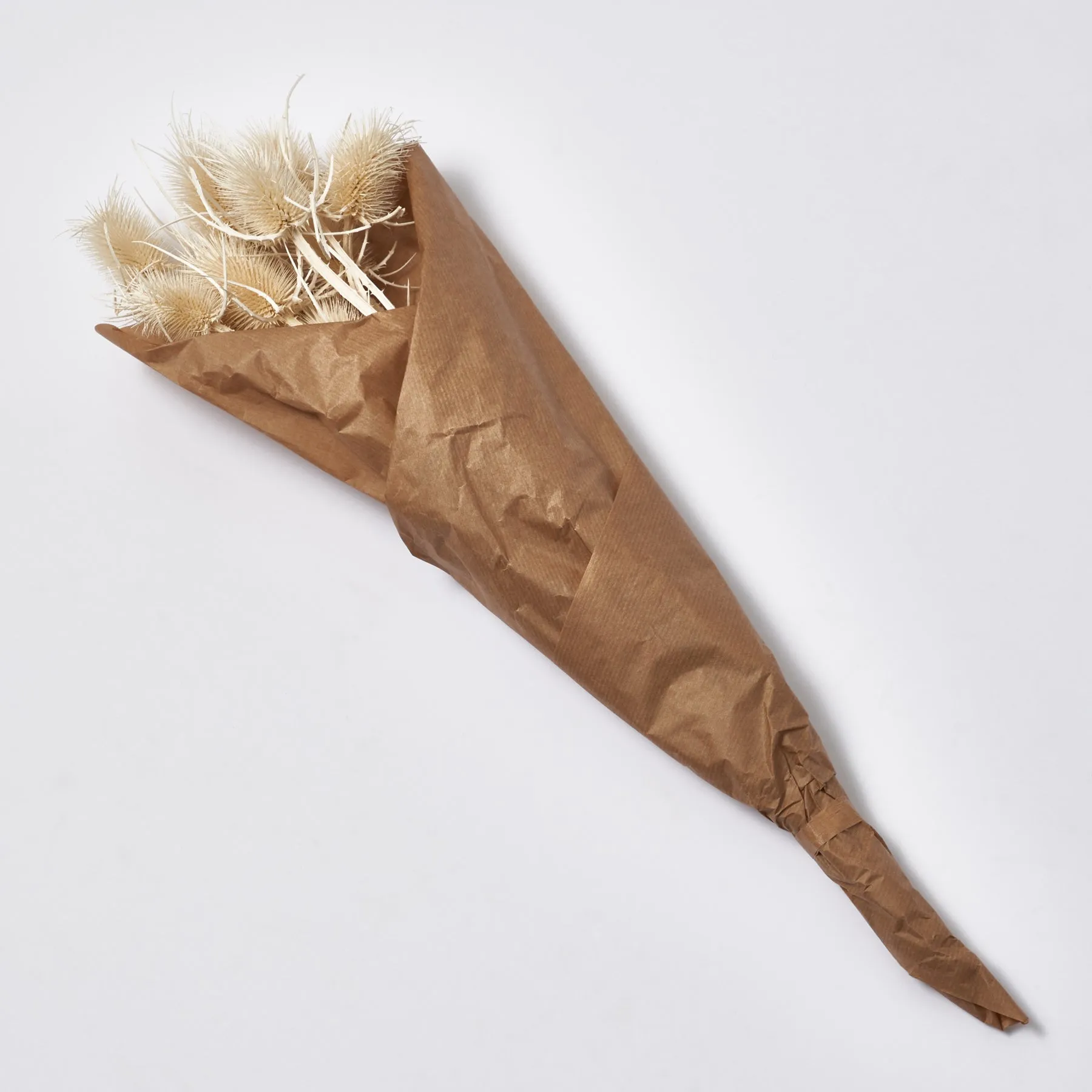 Bleached Naturally Dried Chardon Thistle Pods Decorative Bouquet of 6 Stems