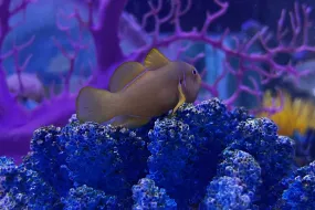 Citron Goby