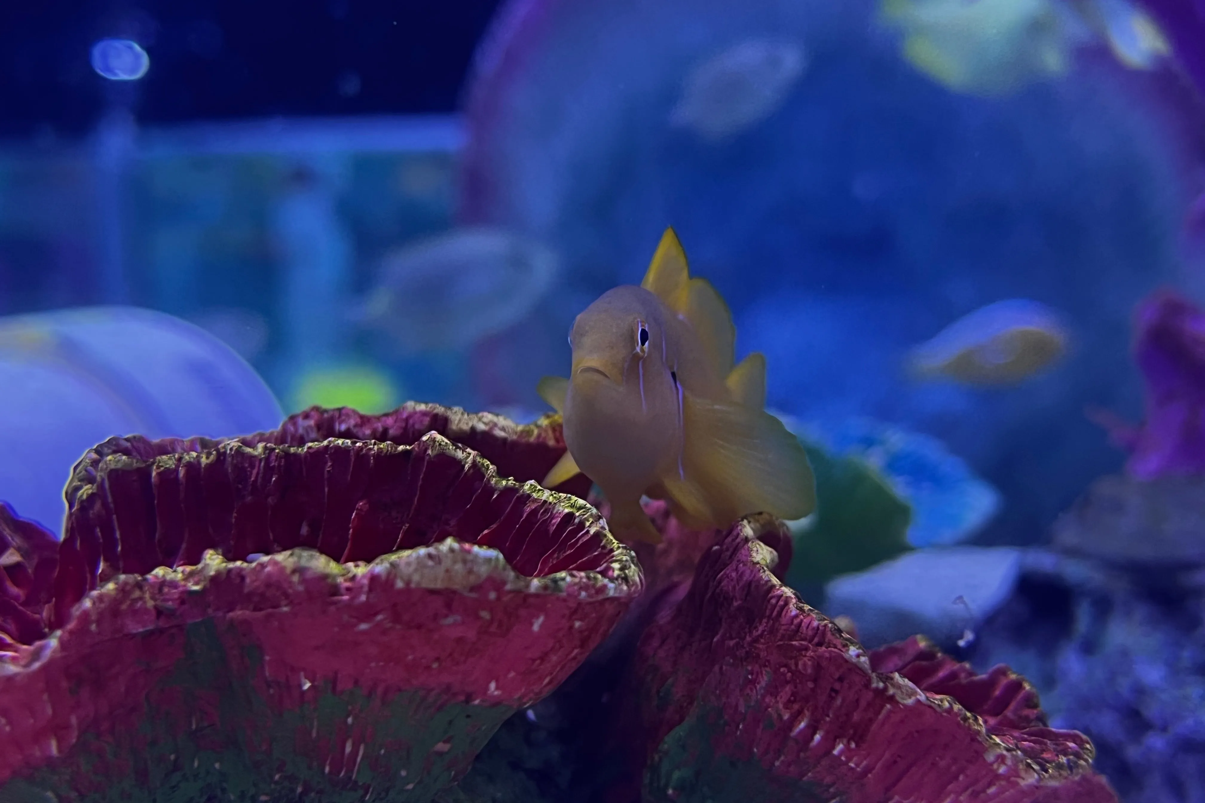 Citron Goby