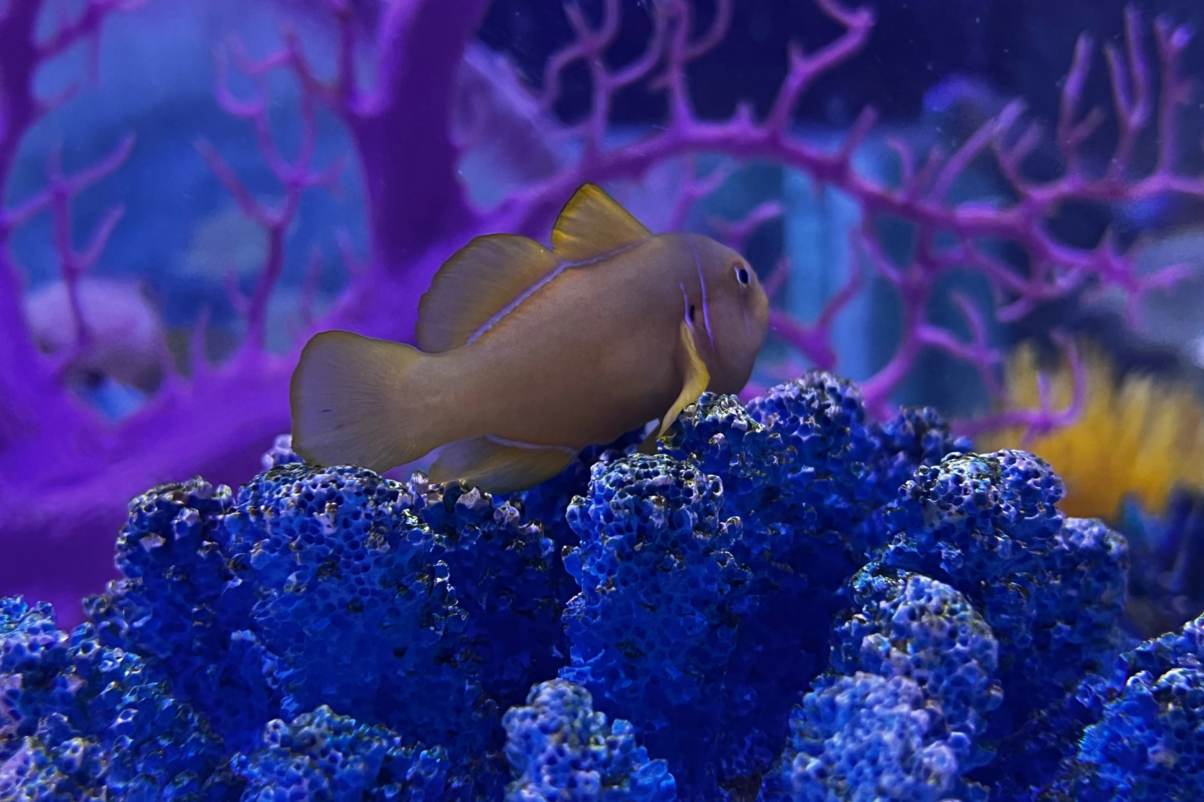 Citron Goby