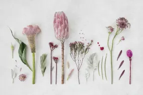 Fynbos Garden