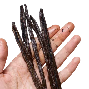 Gourmet Vanilla Pods - Certified Organic & Fair Trade - Madagascar