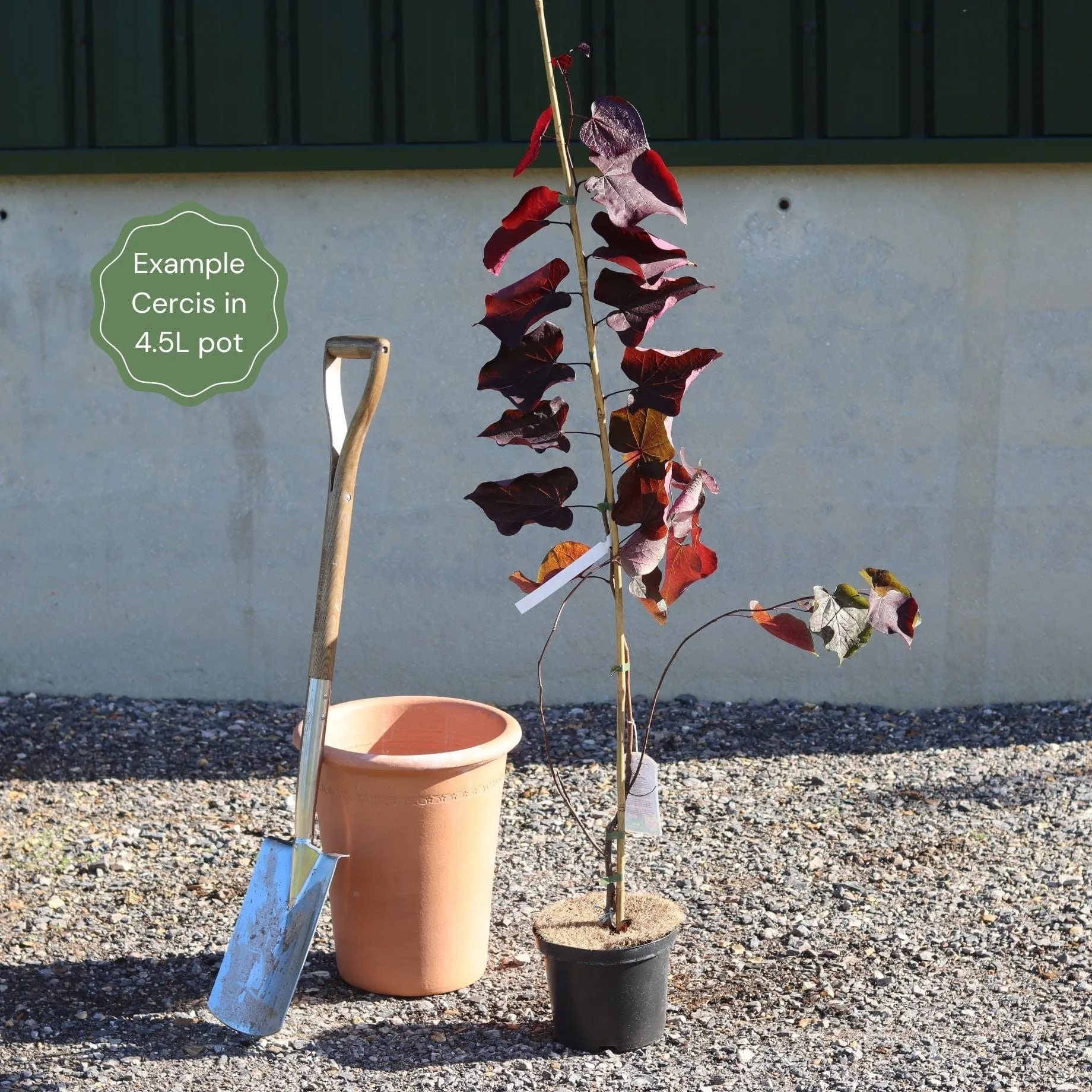 'Red Force' Canadian Redbud Tree | Cercis canadensis