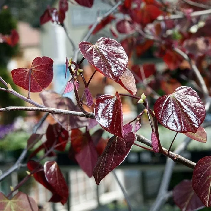 'Red Force' Canadian Redbud Tree | Cercis canadensis
