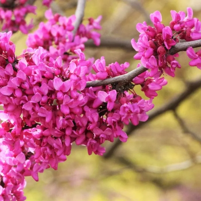 'Red Force' Canadian Redbud Tree | Cercis canadensis
