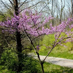 'Red Force' Canadian Redbud Tree | Cercis canadensis